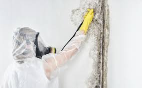 Best Biohazard Mold Removal in Brewster, OH